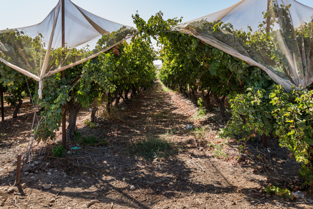עורך דין מקרקעין, ״בן ממשיך״ נתבע על ידי אחיו לחלוק עמם את המשק. מה נפסק? 
