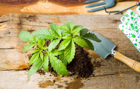 עורך דין פלילי, מאסר על תנאי לגנן שנתפס עם 7 עציצי קנביס במשקל 400 גרם