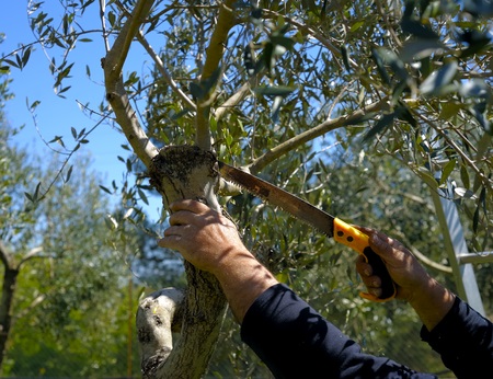 עורך דין נזיקין, רכב ניזוק קשות מפגיעת עץ: מי יפצה את בעליו?