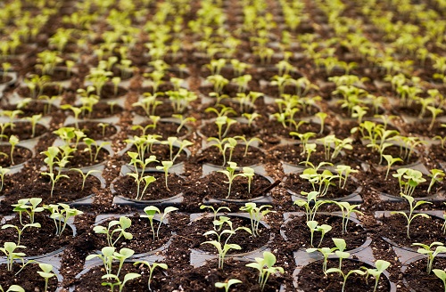 עורך דין פלילי, העונש על גידול 236 שתילי קנאביס: 3 חודשי עבודות שירות באצטדיון טרנר